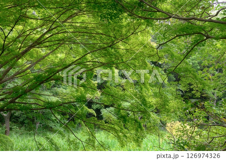 爽やかな新緑のイメージ