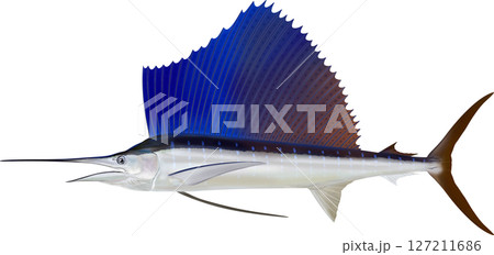 バショウカジキのイラスト素材 - PIXTA