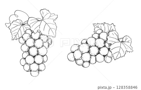 ブドウの絵 Amazon | [サモエスキー] ぶどう ブドウ 葡萄 野菜 果物 筆絵
