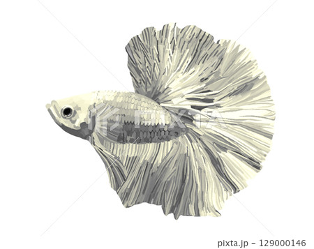 魚 熱帯魚 観賞魚 ベタの写真素材 - PIXTA