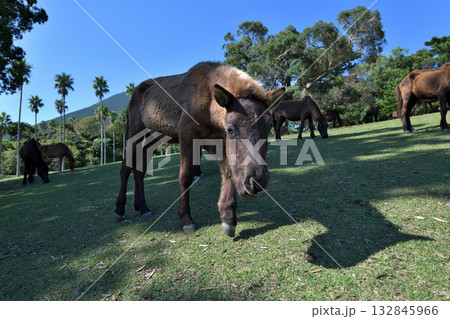Equidae Family List
