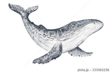 くじら クジラ 鯨 水彩画のイラスト素材 - PIXTA