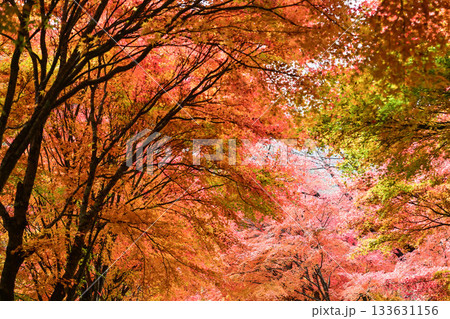 紅葉の写真素材(686,592点以上の高品質な写真素材) - PIXTA（ピクスタ）