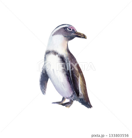 飛べない 飛べ ぺんぎん ペンギンのイラスト素材 - PIXTA