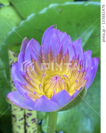 ウォーターリリー 睡蓮の写真素材 - PIXTA