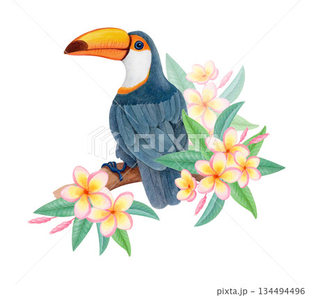 鳥 オオハシ オニオオハシ イラストのイラスト素材 - PIXTA
