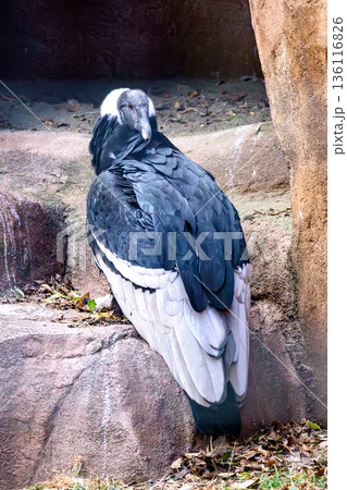 鳥 コンドル アンデスコンドル 鳥類の写真素材 - PIXTA