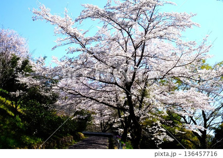 木 古木 欅の古木 植物の写真素材 - PIXTA