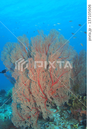 リュウキュウイソバナの写真素材 - PIXTA
