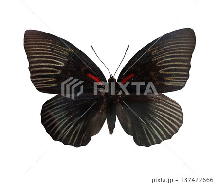 蝶標本の写真素材 - PIXTA