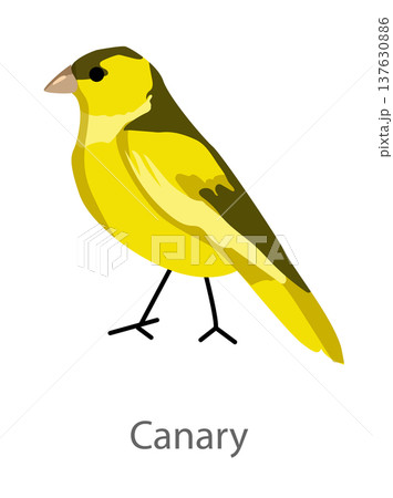 鳥 カナリア かわいい イラストのイラスト素材 - PIXTA