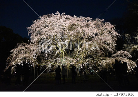 六義園・しだれ桜の写真素材 - PIXTA