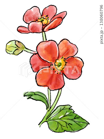 大根 花 手描き 水彩画のイラスト素材 - PIXTA