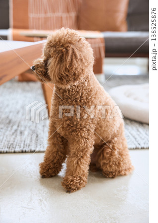 犬 トイプードル 座る おすわりの写真素材 - PIXTA