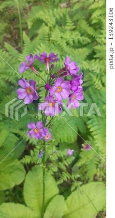 九輪草の写真素材 - PIXTA