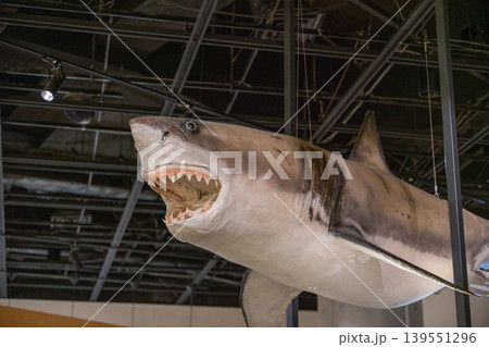 サメ 鮫 魚 剥製の写真素材 - PIXTA