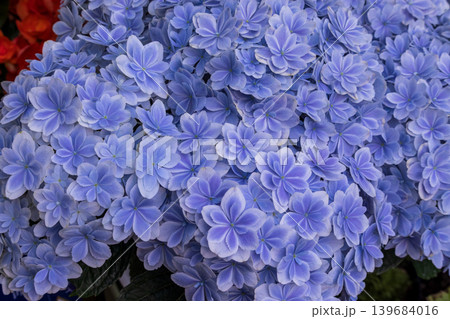 紫陽花 アジサイ 万華鏡 青紫色の写真素材 - PIXTA