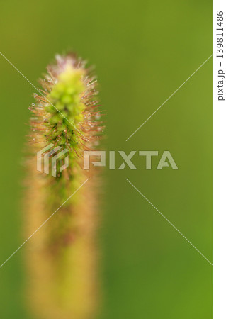 エノコログサの写真素材 - PIXTA