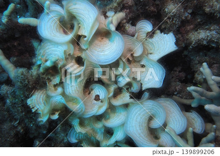 ウミウチワの写真素材 - PIXTA