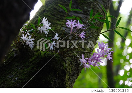 セッコクランの写真素材 - PIXTA