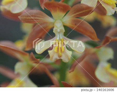 花 白 エビネの写真素材 - PIXTA