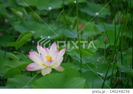 水辺の花 夏の草花の写真素材 - PIXTA