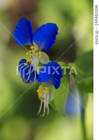 露草の写真素材 - PIXTA