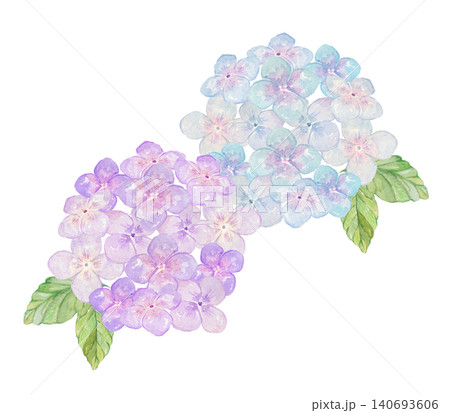 紫陽花 あじさい 色鉛筆画 アジサイのイラスト素材 - PIXTA