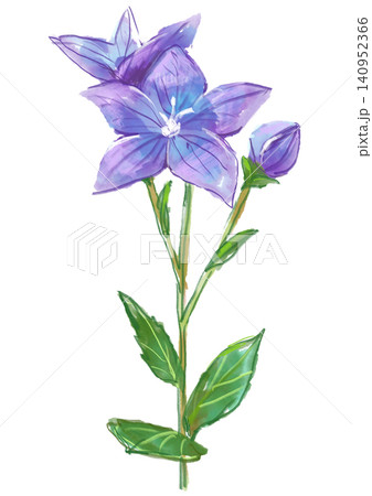 キキョウ 花 水彩画 水彩のイラスト素材 - PIXTA