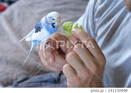 セキセイインコ 鳥 グリーン 緑色の写真素材 - PIXTA