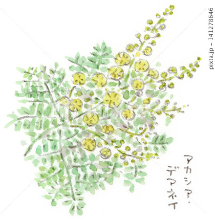 ミモザ 花 アカシア 水彩のイラスト素材 - PIXTA