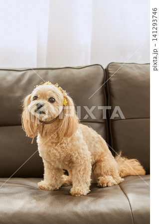 犬 トイプードル 座る おすわりの写真素材 - PIXTA