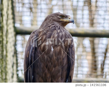 鷲 ワシ 鳥 爪の写真素材 - PIXTA