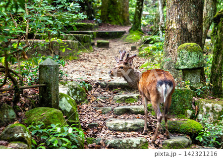 鹿のしっぽページ 鹿のしっぽの写真素材 - PIXTA